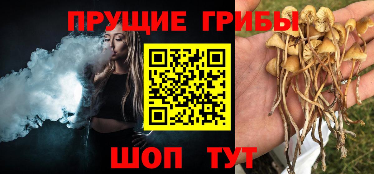 Псилоцибиновые грибы Psilocybe Каспийск